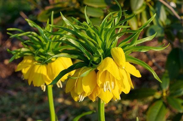 gélinotte impériale jaune