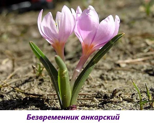 Colchicum Ankara