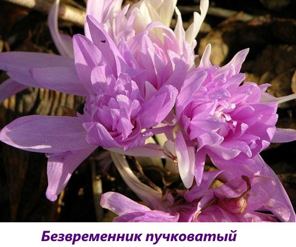 colchicum tuberosa