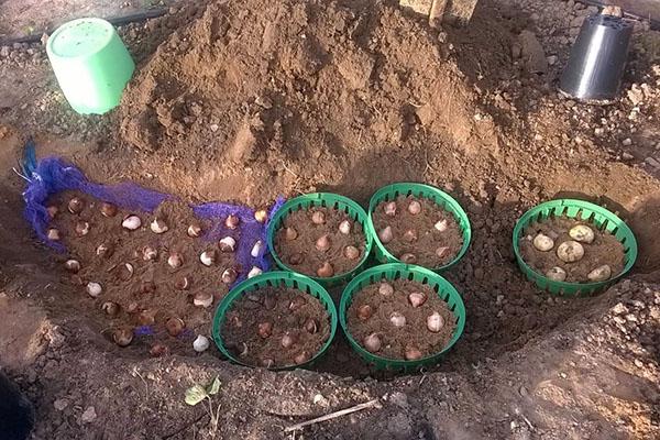 planter des crocus dans des paniers