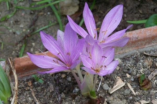 colchicum puede infectar a las babosas