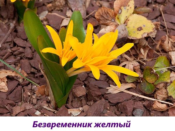 colchicum amarillo