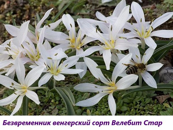 colchique variété hongroise Velebit Star