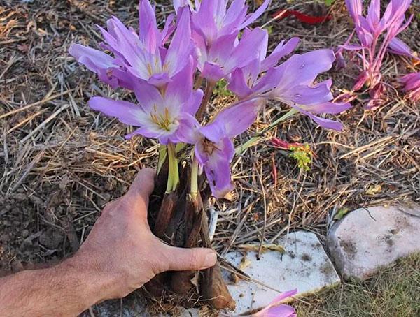 planter et entretenir le crocus