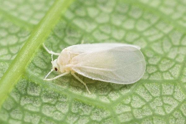 mosca blanca en equinácea