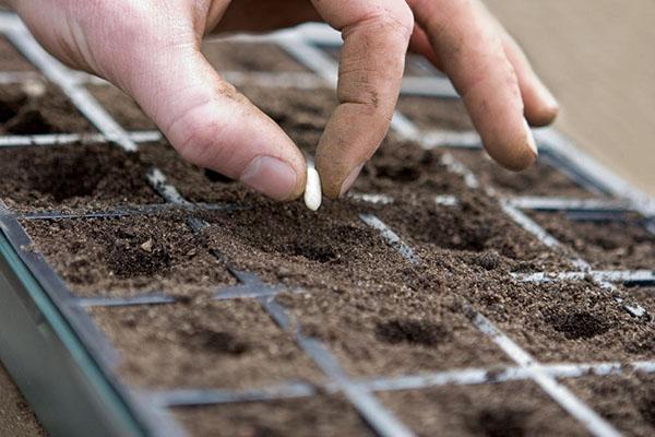 semer des graines d'échinacée pour les semis