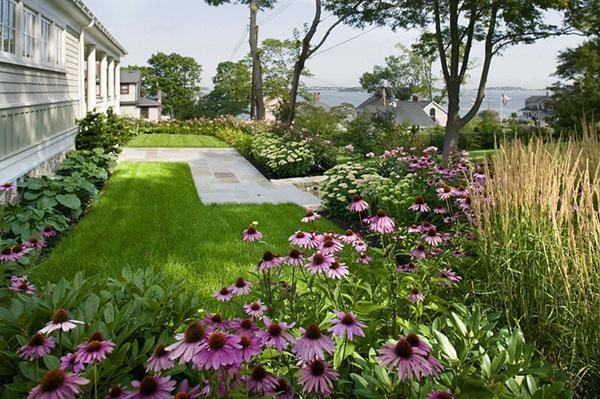 culture de l'échinacée dans les parterres de fleurs