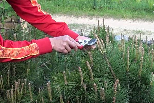 formation de la couronne de sapin