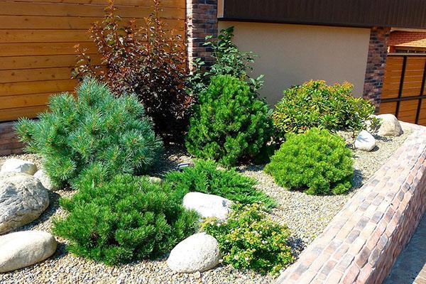 planter du sapin près de la maison