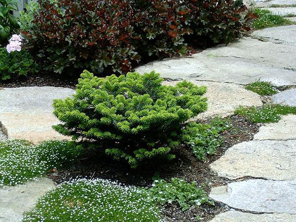 sapin planté séparément