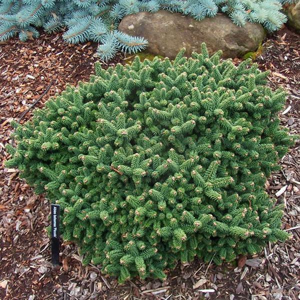exuberante árbol de hoja perenne