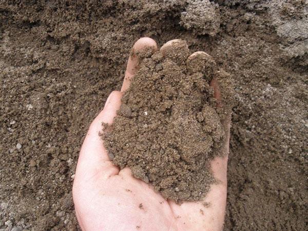 preparación de suelo para plantar abeto