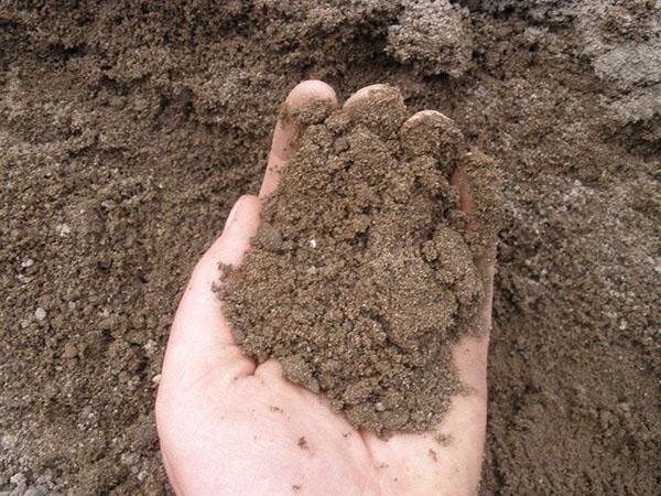 préparation du sol pour la plantation de sapins