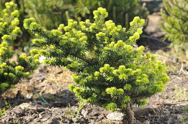 plantation et entretien du sapin baumier