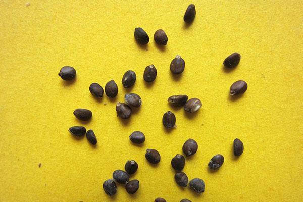 semillas de salvia