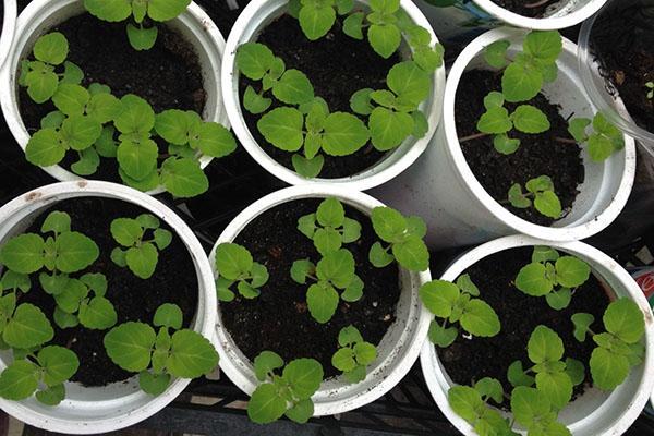 plántulas de salvia