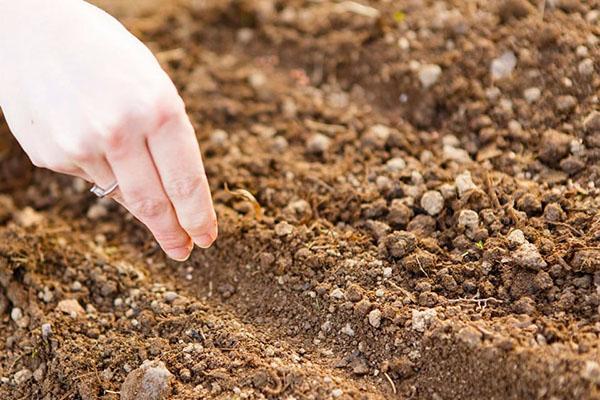 siembra de salvia en campo abierto