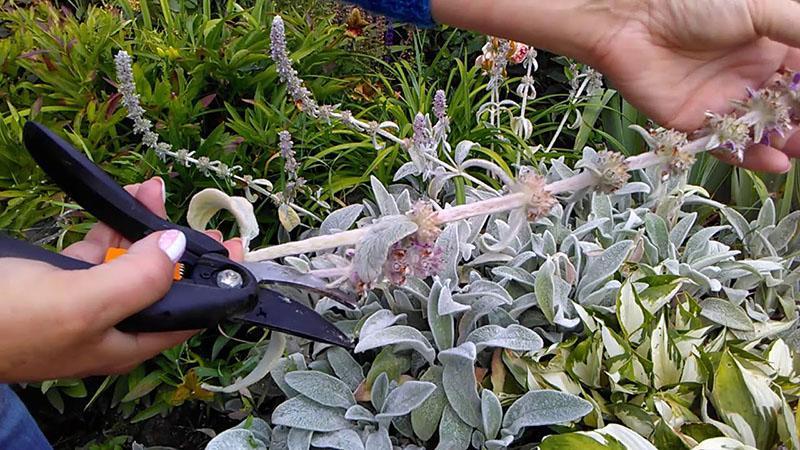 poda de salvia