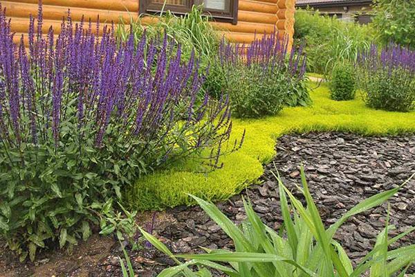 salvia en composiciones de jardín