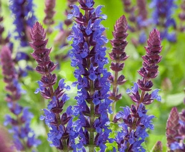 flores de salvia