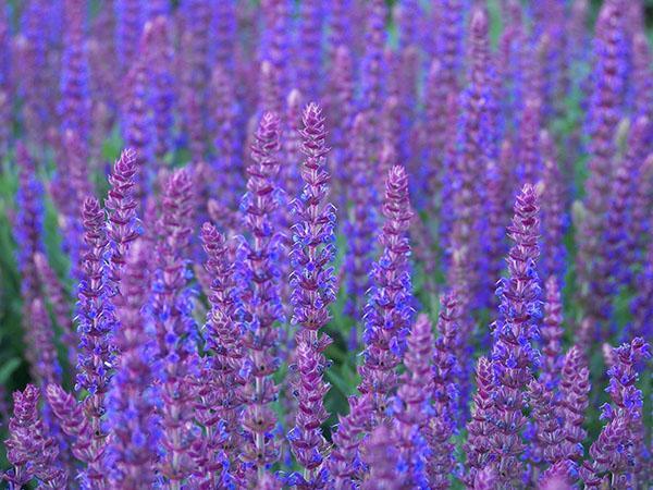 mainacht de salvia de roble