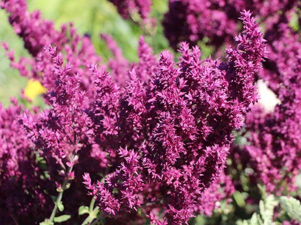 Salvia de roble de Schwellenburg