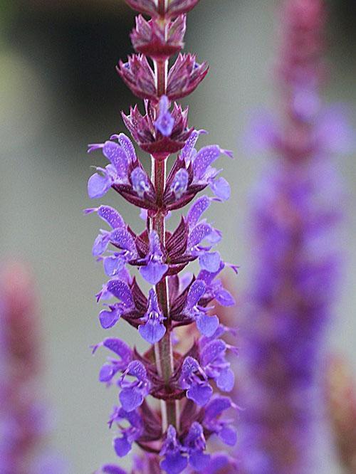 salvia Ostfriesland