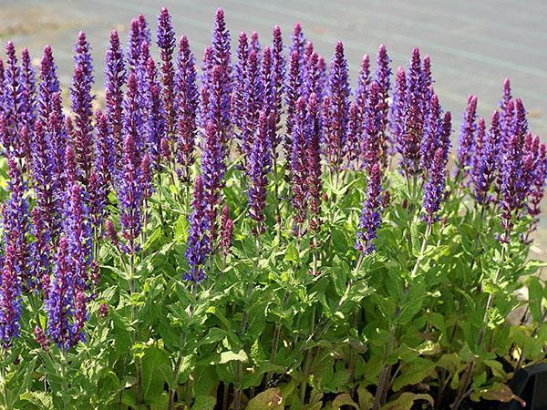 roble salvia blauchegl