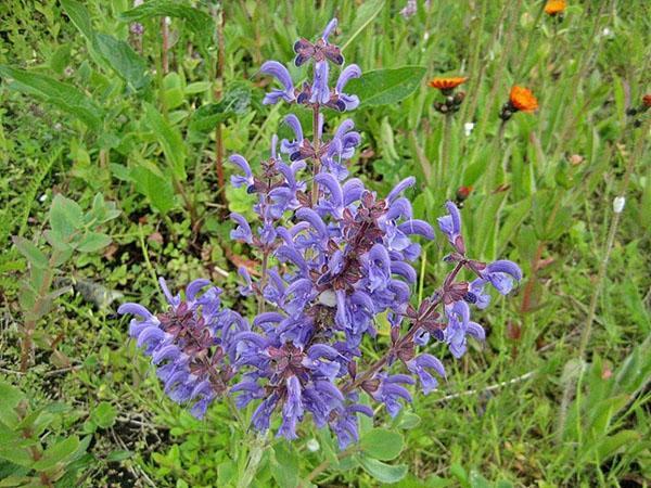 exuberante salvia