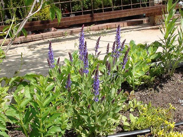 un lugar para cultivar salvia