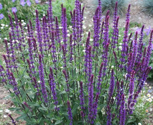 plantar y cuidar la salvia del roble