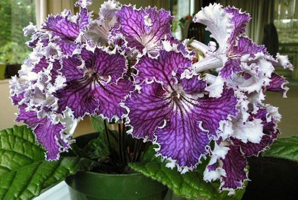 Avec de bons soins, les fleurs de streptocarpus sont agréables à l'œil