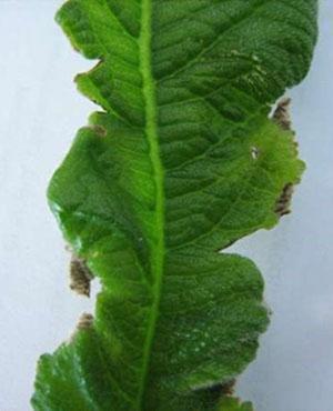 Streptocarpus est affecté par l'oïdium