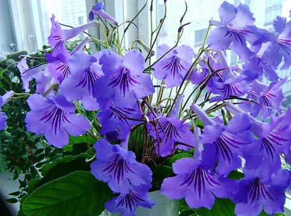 Streptocarpus florece en el alféizar de la ventana