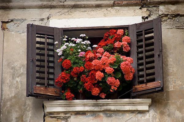 Decoración de ventanas - geranio