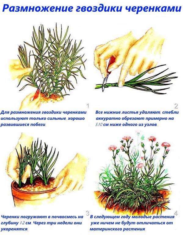 multiplication des oeillets par bouturage