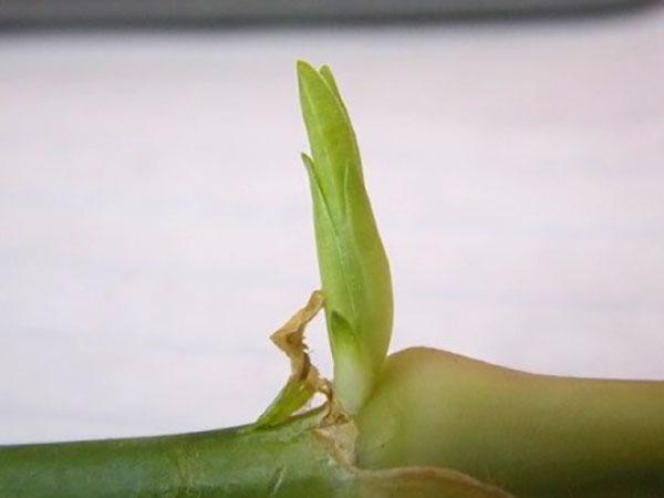 s'échapper des boutures d'oeillets