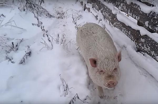 crianza de cerdos en invierno