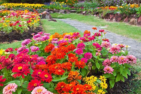 cama de flores de zinnia