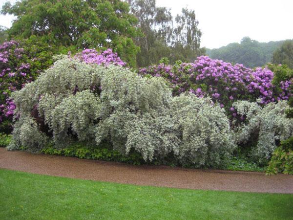 ganso plateado a lo largo del camino del jardín