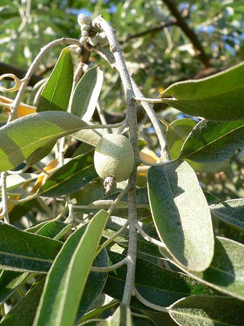 el fruto de la ventosa plateada