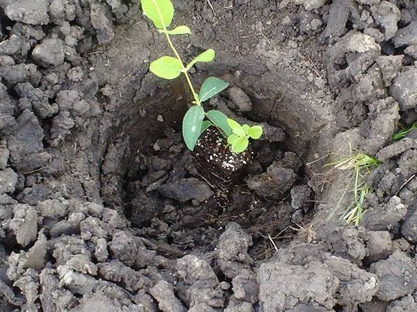 trasplantar una plántula a campo abierto