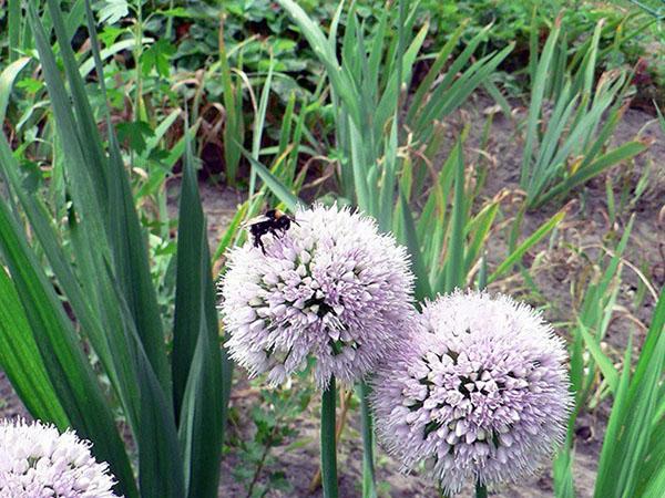 bave d'oignon en fleurs