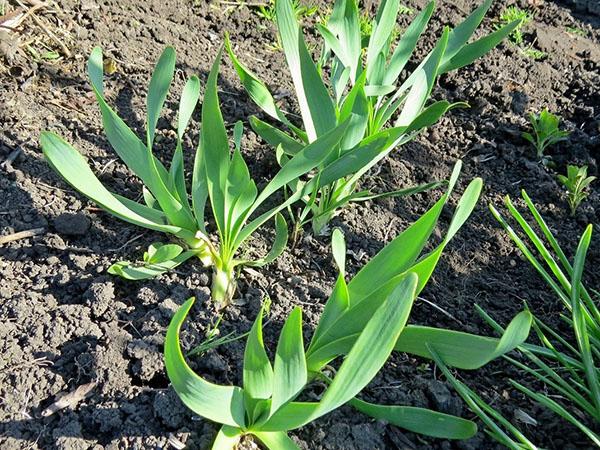 faire pousser des oignons visqueux dans le jardin
