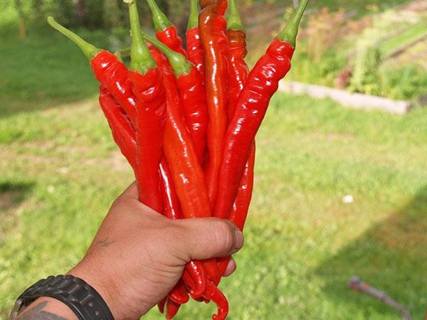 jugoso chile picante