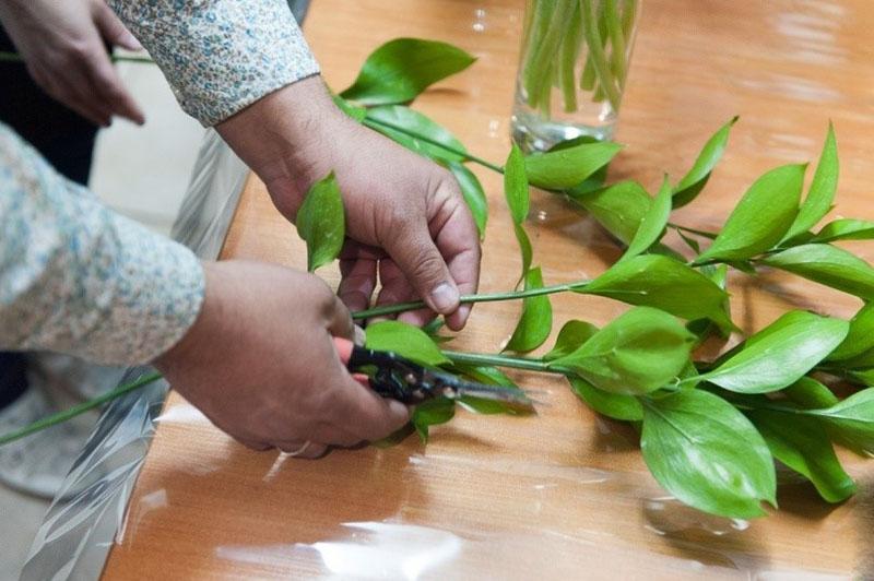 propagación de ruscus por esquejes