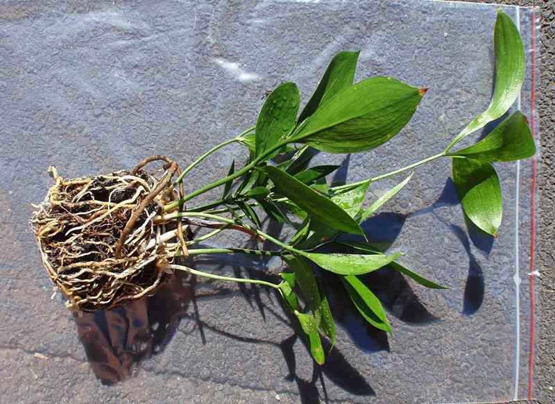 greffe de plante