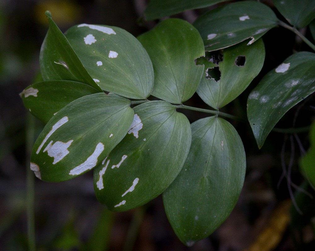 antiparasitaire