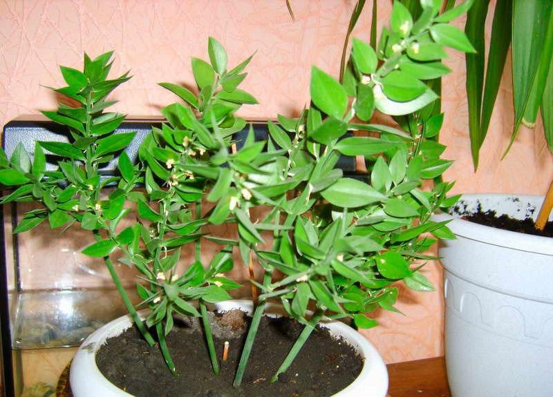 faire pousser du ruscus à l'intérieur