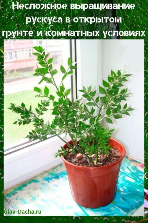 ruscus en croissance